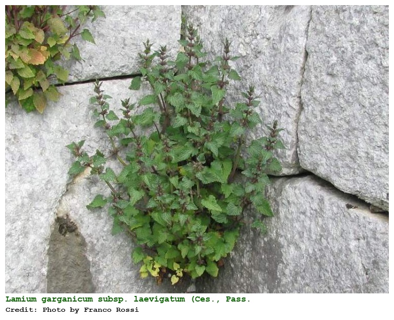 Lamium garganicum subsp. laevigatum (Ces., Pass. & Gibelli) Arcang.
